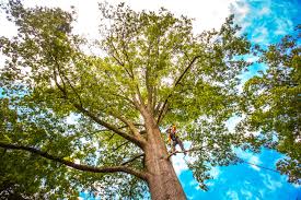 Organic Lawn Care Solutions in Hagerman, ID
