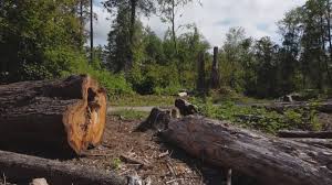 How Our Tree Care Process Works  in  Hagerman, ID
