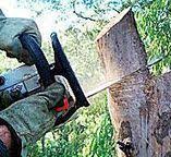 Best Tree Health Inspection  in Hagerman, ID