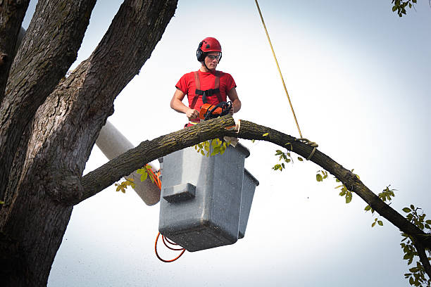 Best Tree Trimming and Pruning  in Hagerman, ID